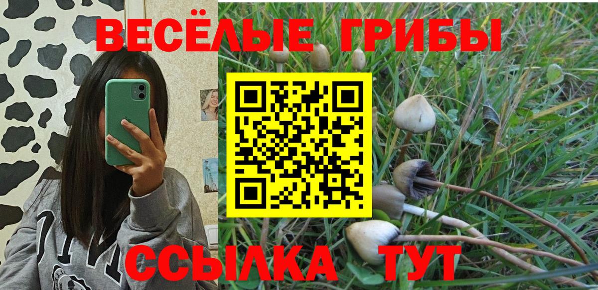 Галлюциногенные грибы MAGIC MUSHROOMS  Псилоцибиновые грибы Psilocybine cubensis  Карасук  Вход с VPN 